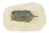 Bargain, Morocconites Trilobite Fossil - Ofaten, Morocco #340931-1